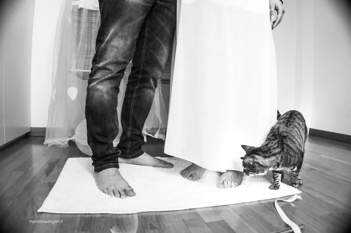 I Capture The Magical Post-Wedding Moments Of Newly-Weds And Their Cats (Part 2)