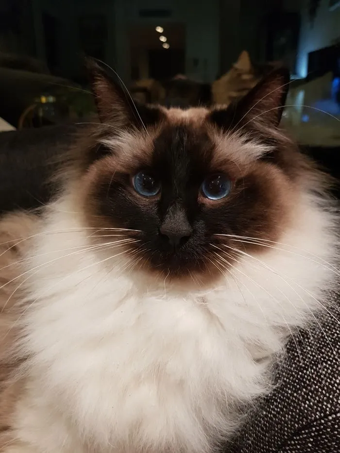 Cute Cats