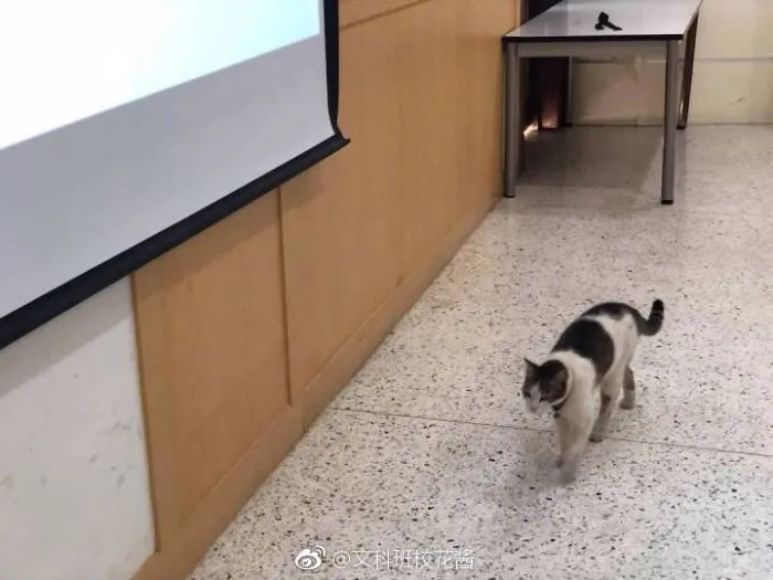 These Cats Casually Walk In Different Classrooms To Sleep