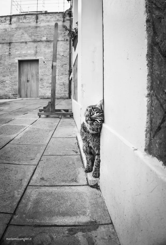 Catisfied Tabby
