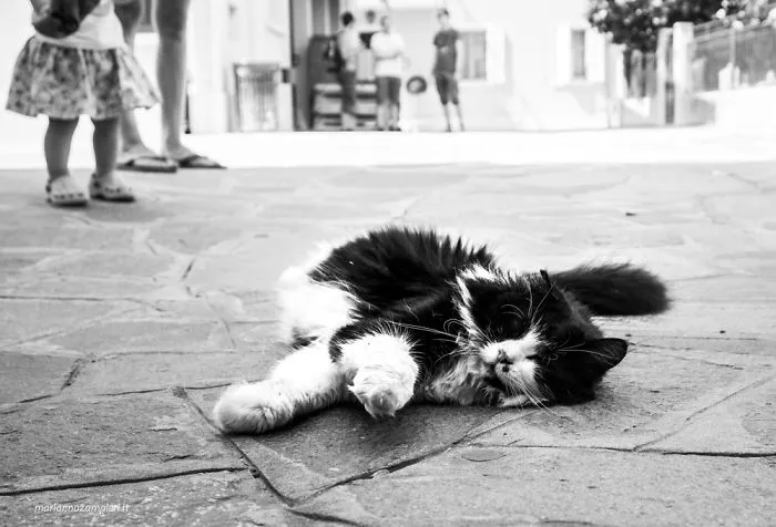Catisfied Pallina