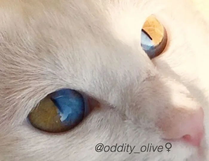 Odd Eyed