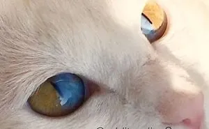 Odd Eyed