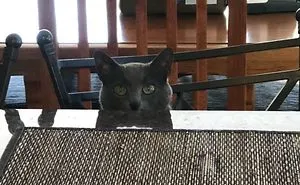 I Was Washing Dishes And Turned Around And Saw My Cat Sarge Sitting At The Kitchen Counter Looking At Me Like She Was Waiting Her Lunch.