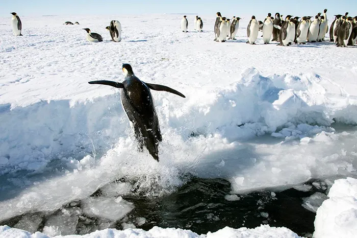 Antarctica Is The Only Continent Without Reptiles And Snakes