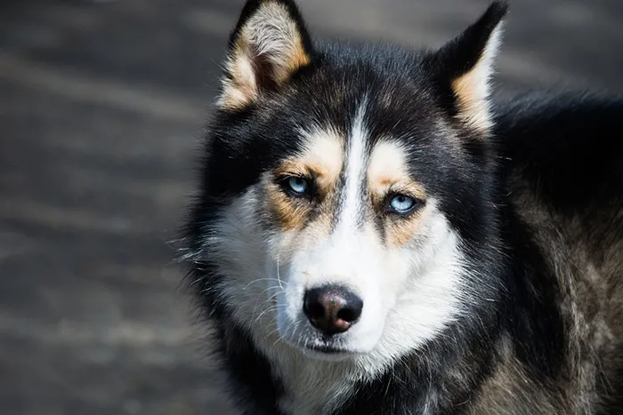 Sled Dogs Have Been Banned From Antarctica In 1994