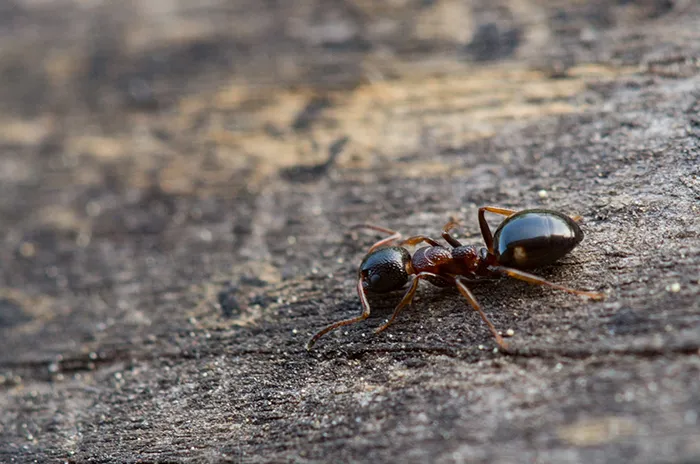 Antarctica, The Arctic And Some Other Remote Islands Are The Only Places In The World Not Colonized By Ants