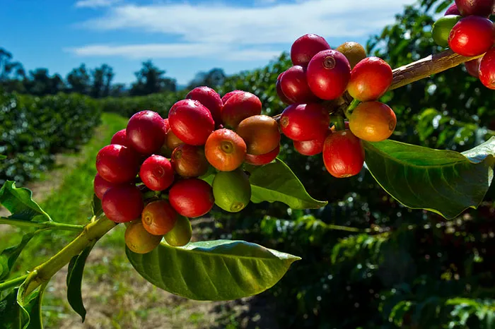 Coffee Beans
