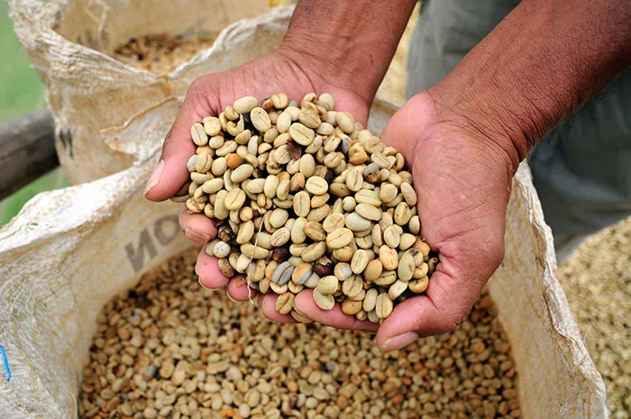 Robusta vs. Arabica