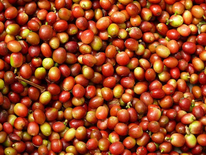 Coffee As Food