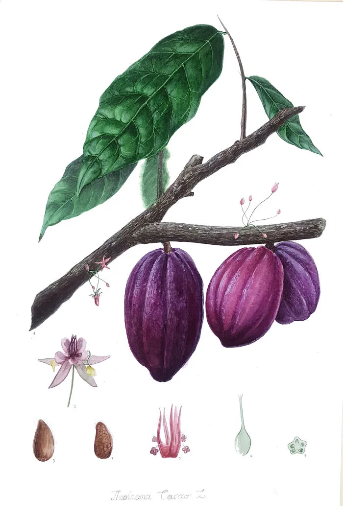 Cacao Tree