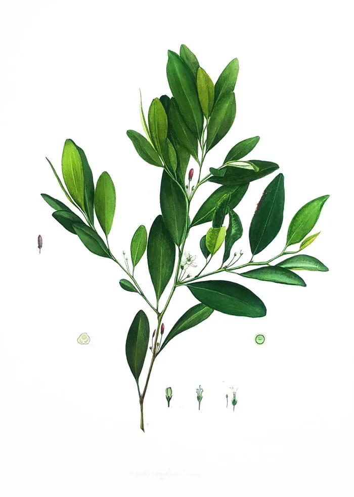Coca Tree