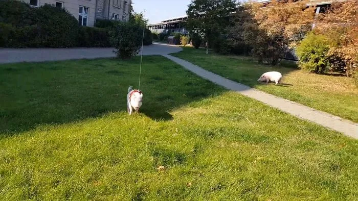 Paul The Clever Pig - Makes A Kite Fly