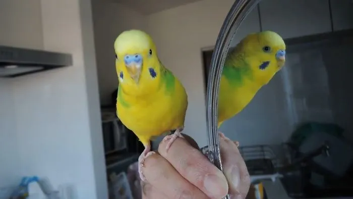 Cute Parrots Doing Funny Things