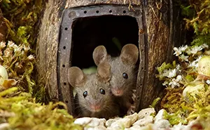 Man Discovers A Family Of Mice Living In His Garden, Builds Them A Miniature Village