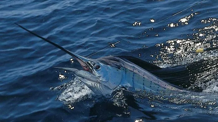 Sailfish Fishing Tips