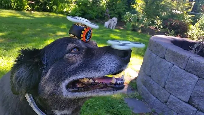 Funny Pets Playing With Spinner