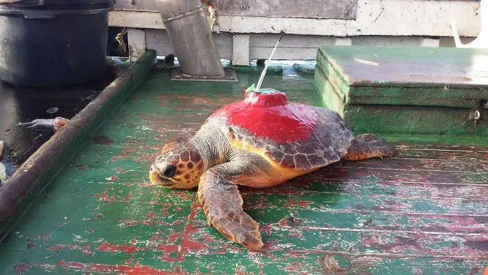 Turrtle Rescue Inlive