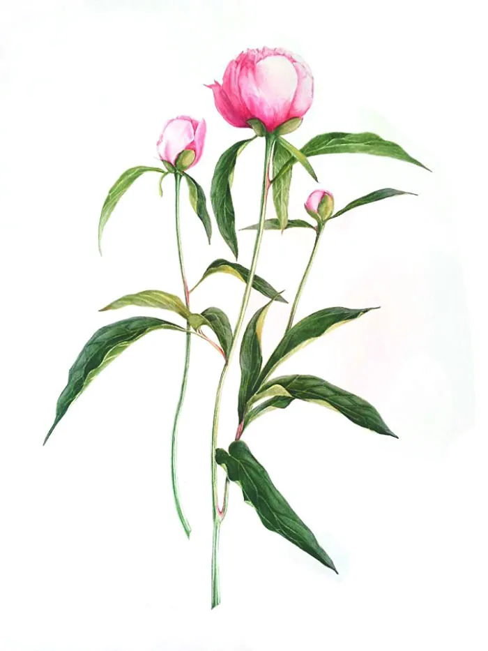 Pink Peony