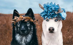 Photographer Takes Dreamy Portraits That Display The Unbreakable Bond Of Her Dogs