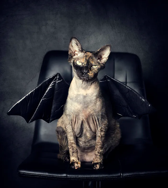 I Photograph Animals Every Halloween