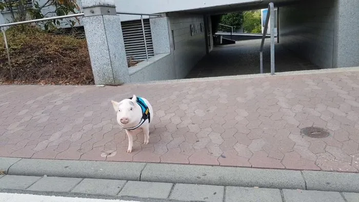 Paul The Clever Pig - What Is He Doing Today?
