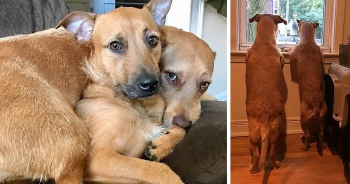 Dog Meets Her "Twin" On The Way To The Market, Convinces Its Owners To Adopt Him Immediately