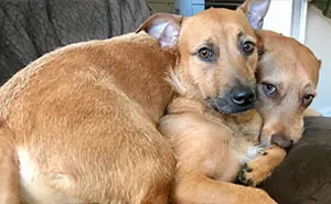Dog Meets Her "Twin" On The Way To The Market, Convinces Its Owners To Adopt Him Immediately