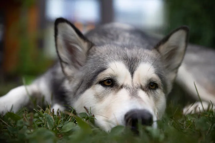 This Chart Will Tell You Exactly How Old Your Dog Is In Human Years