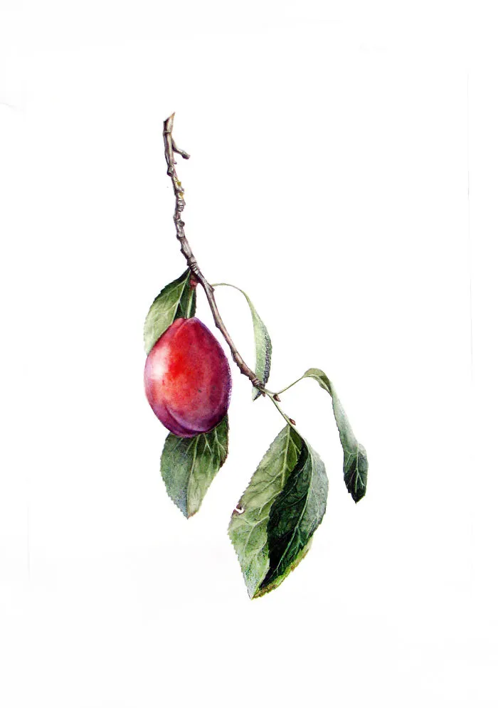 Sloe