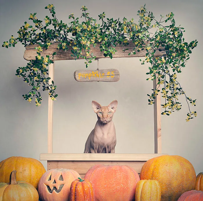 I Photograph Animals Every Halloween