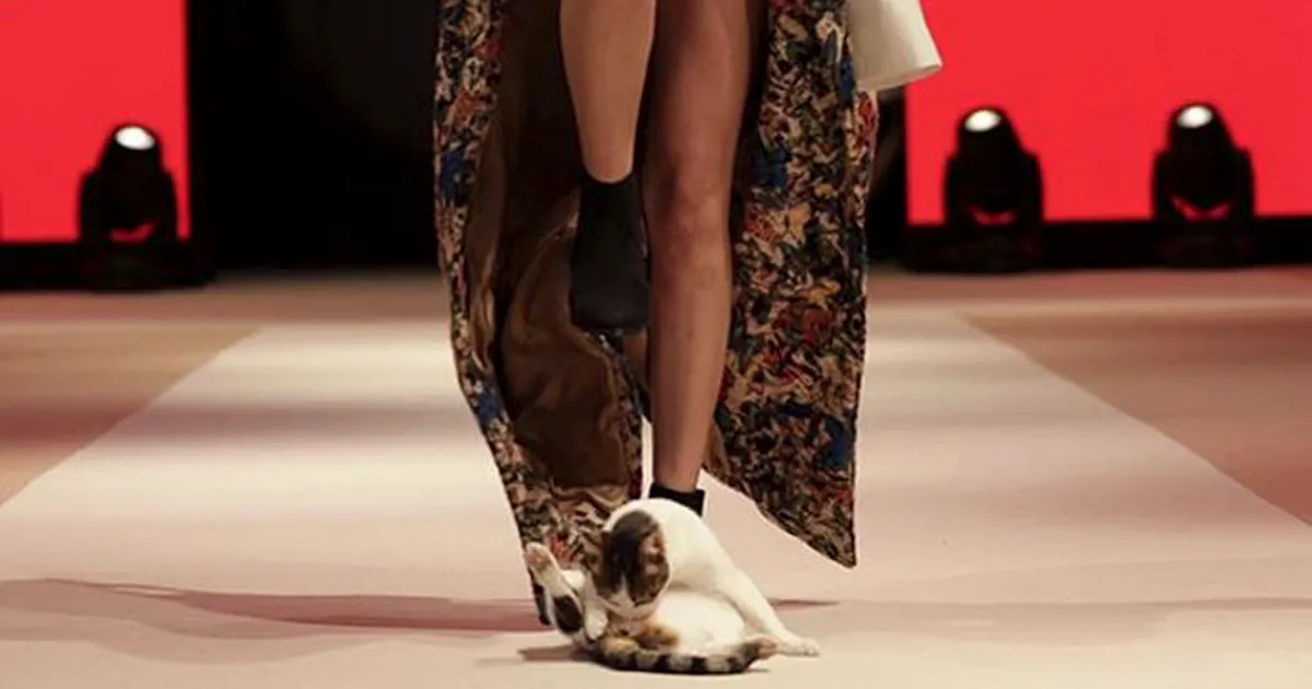Se cuela un gato en una pasarela de moda y triunfa más que las modelos