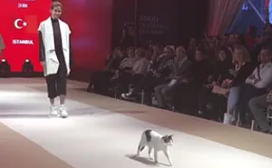 Random Cat Crashes Fashion Show, Fights Models