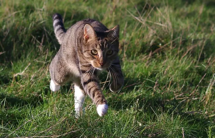 Edmund The Jumping Kitty Gets A New Field To Play In