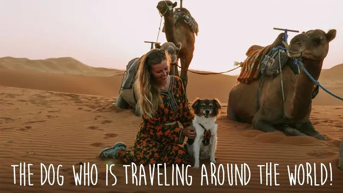 Dog Travels Around The World By Backpacking And Hitchhiking