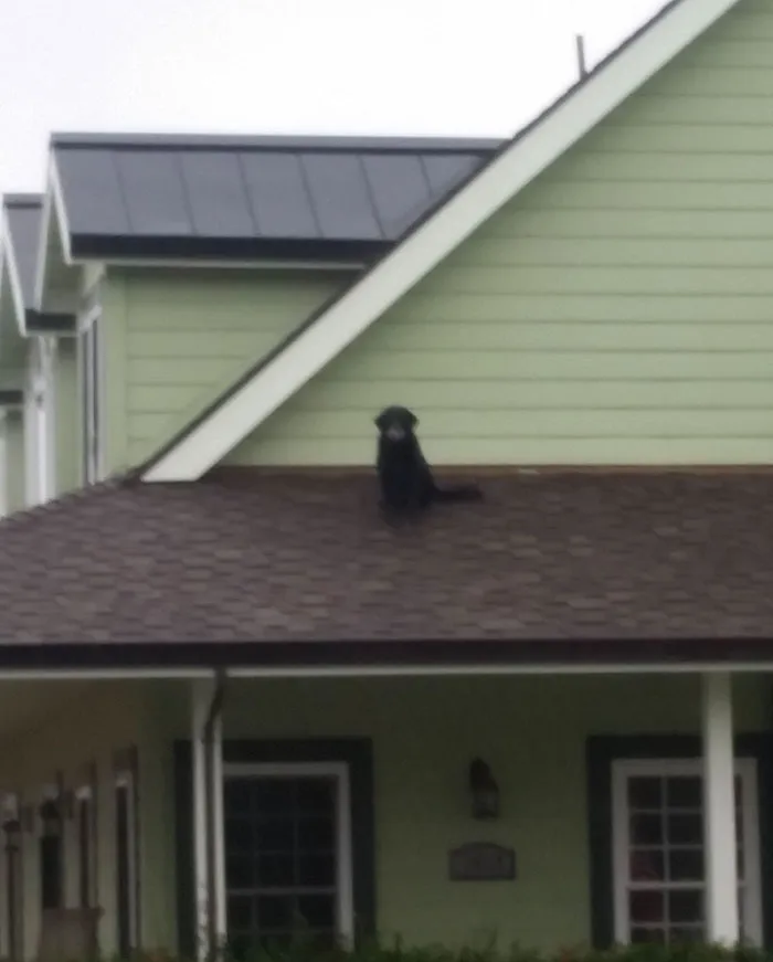 People Share 68 Hilarious Habits Their Pets Have And They're Too Good