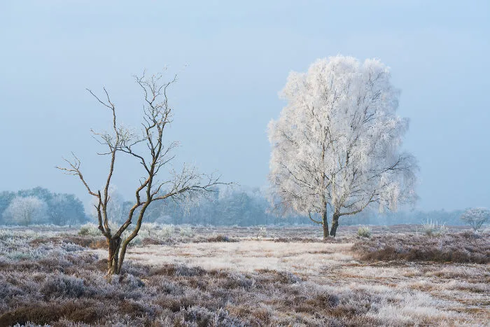 Winter 2017