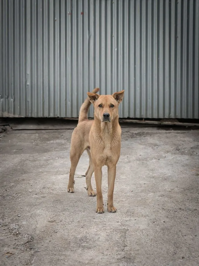 Dogs Living In Hong Kong’s Car Workshops In 22 Pictures