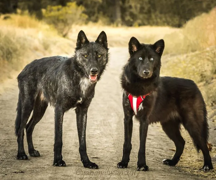 98% lobo VS 40% lobo