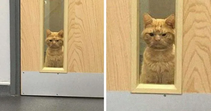 A Man Found The Grumpiest Cat Ever That Was Badly Injured In The Streets Of London