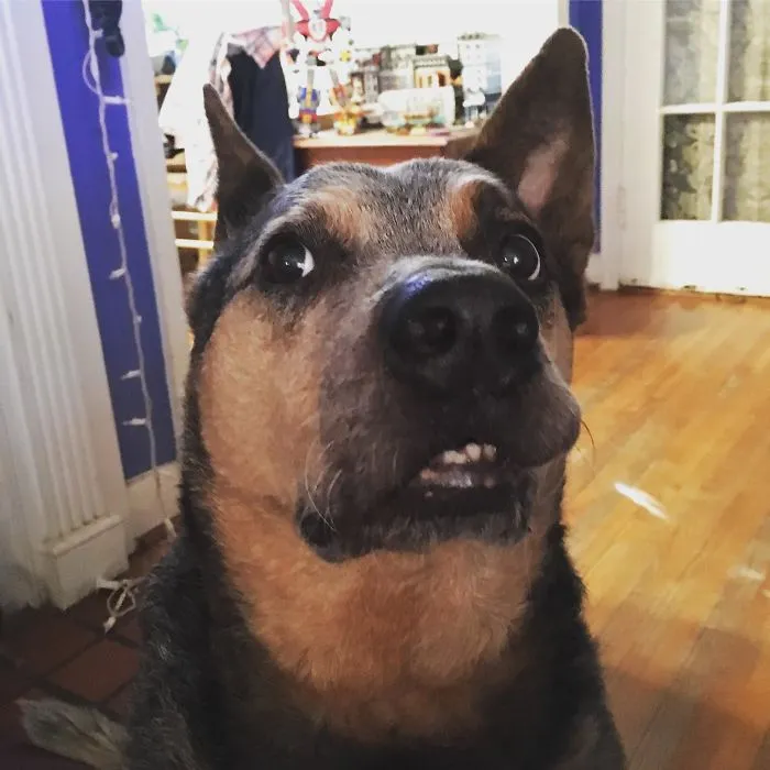He Thought He Heard Something And Stayed Like This For 2 Minutes