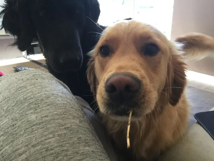 My Sister’s Dog Isn’t Allowed To Bring His Toys Inside, So He Found The World’s Tiniest Stick To Entice Me Into Playing Fetch