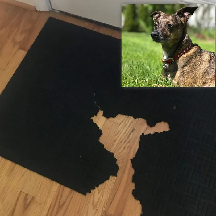 Self-Portrait. 2018. Mixed Media, Chewed Rug On Wood Floor
