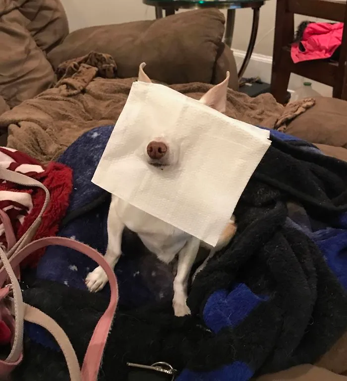 My Boyfriend Caught Our Dog Trying To Eat Butter Off A Napkin