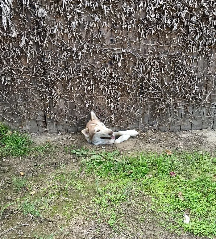 Neighbor Doggo Stuck Again