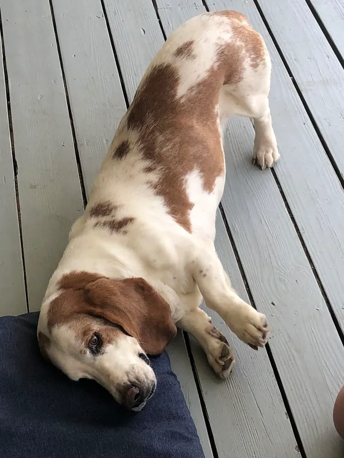 Dog Machine Broke