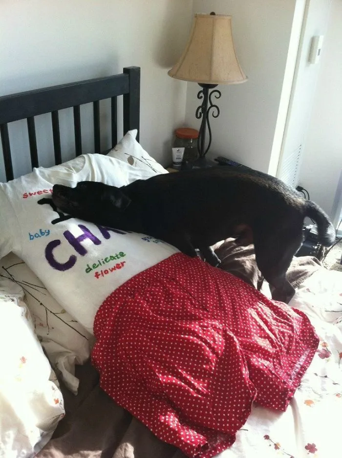 Been Working Too Much, Wife Mockingly Made A Pillow To Replace Me. Apparently My Dog Can't Tell The Difference