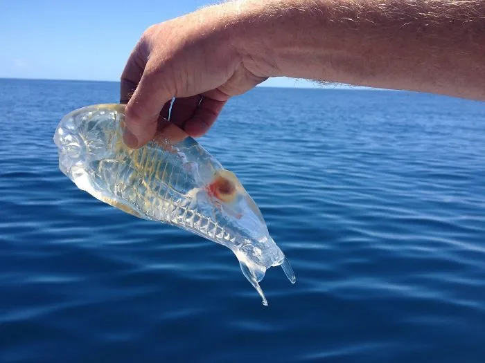 Pez transparente