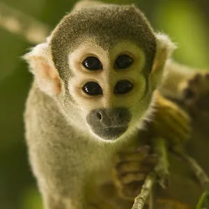 Allen Monkey