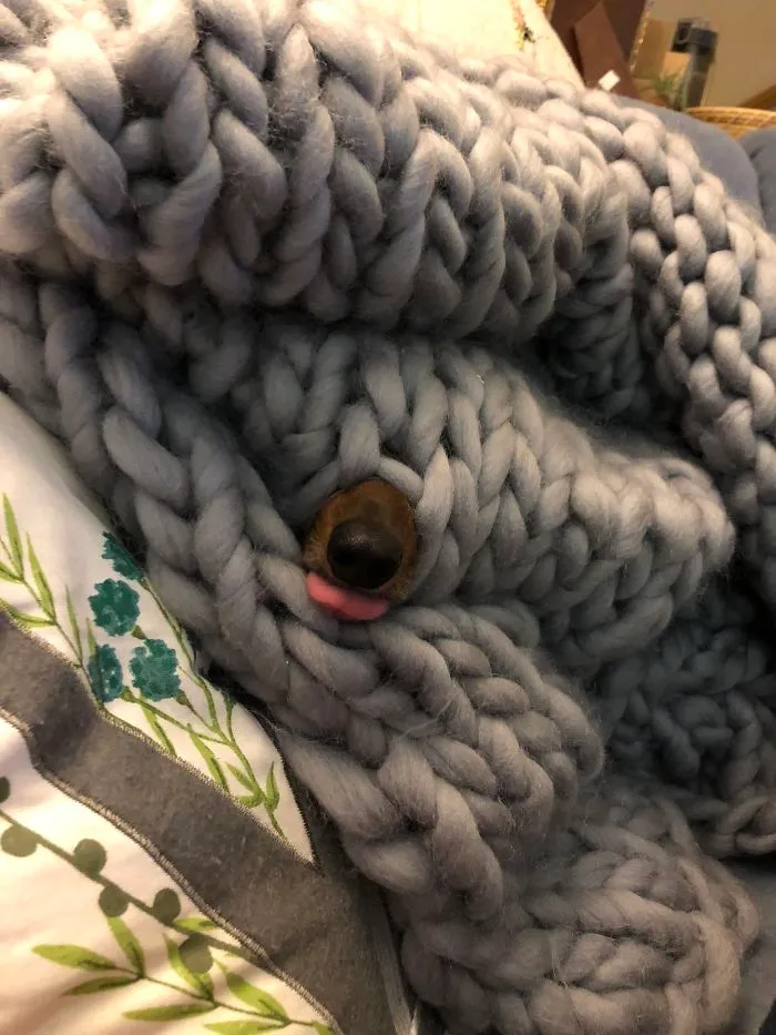 I Lost My Dachshund For A Bit. I Just Found Her